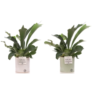 Platycerium Bif. in P&PURE Essential ceramics ass.2