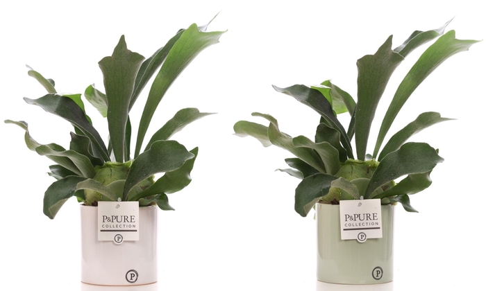 <h4>Platycerium Bif. in P&PURE Essential ceramics ass.2</h4>