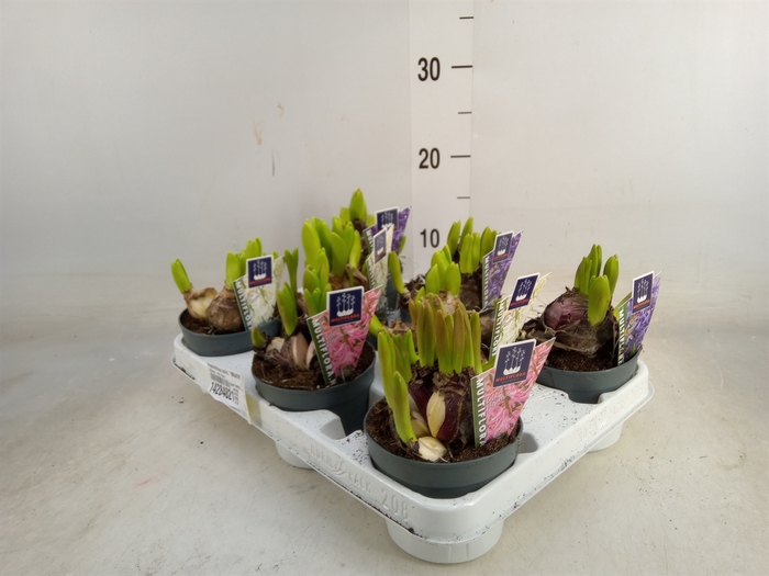 <h4>Hyacinthus orie. 'Multifl' ..mix 4</h4>