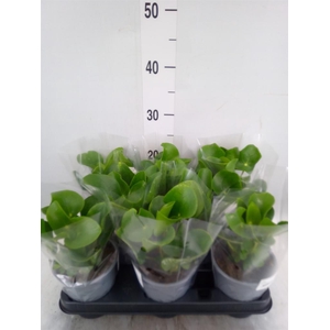 Pilea peperomioides