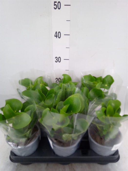 <h4>Pilea peperomioides</h4>