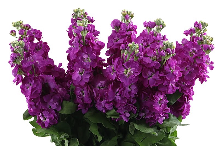 <h4>Matthiola Purple Extra</h4>