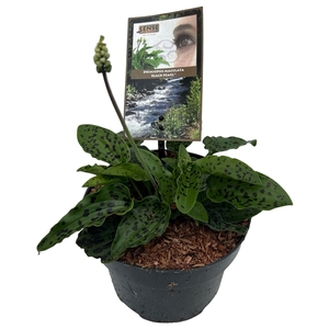 Drimiopsis maculata 'Black Pearl' sense