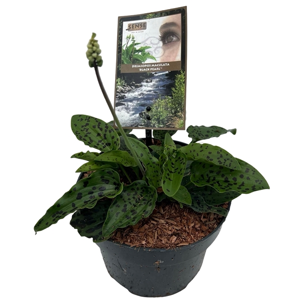 <h4>Drimiopsis maculata 'Black Pearl' sense</h4>