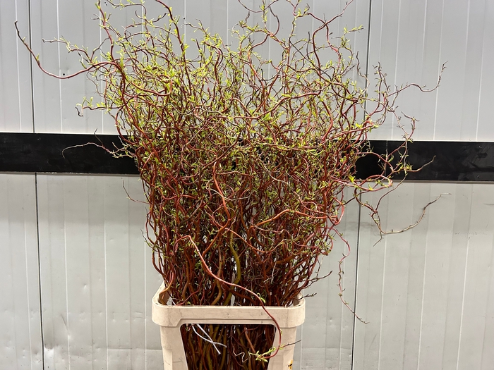 <h4>SALIX GOLDEN CURLS</h4>