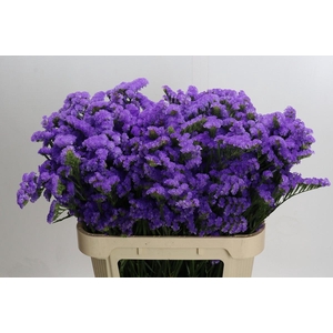 Limonium sinuatum Martin Blue