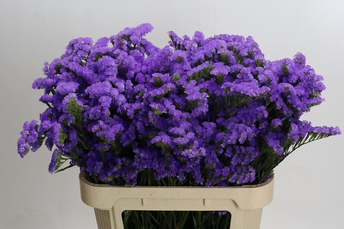<h4>Limonium sinuatum Martin Blue</h4>