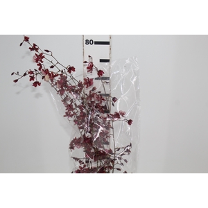 ONCIDIUM SHARRY BABY 080 CM