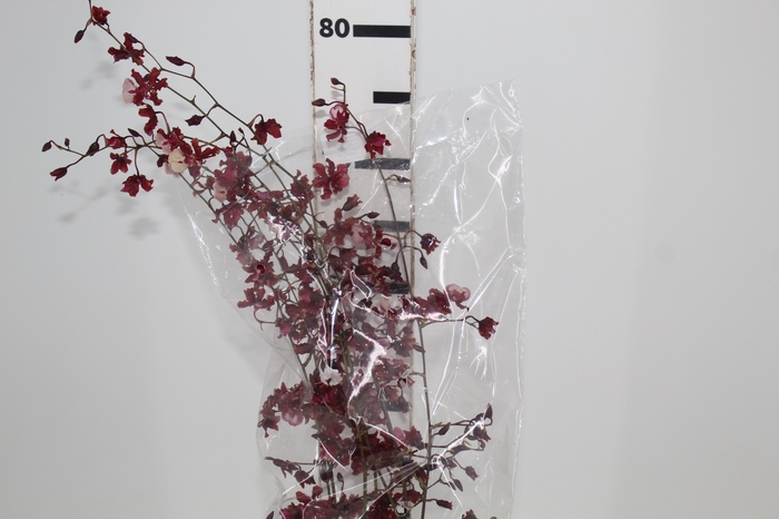 <h4>ONCIDIUM SHARRY BABY 080 CM</h4>