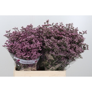 Lim Piuma Pink Touch