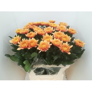 CHR G OEFA ZALM-ORANGE