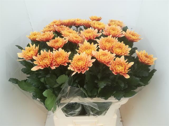 CHR G OEFA ZALM-ORANGE