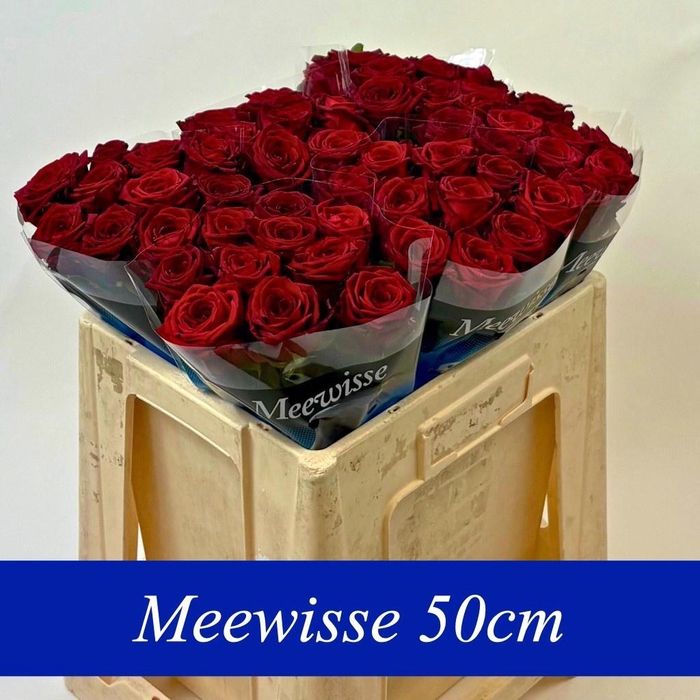 <h4>R GR RED NAOMI!</h4>