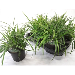 CARE MO VARIEGATA
