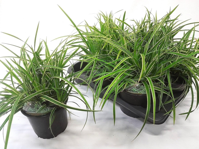 <h4>CARE MO VARIEGATA</h4>
