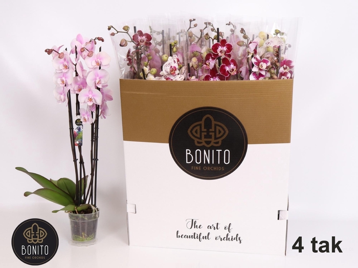 <h4>PHAL GEM 7 KL</h4>