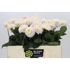 Dahlia Light Wizard