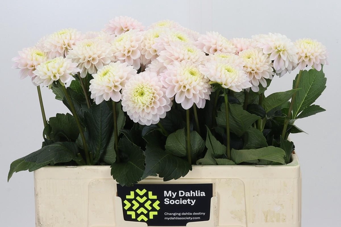 Dahlia Light Wizard