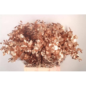 EUCA CIN KLB P BOS KOPER H%