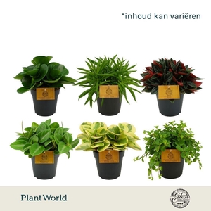 Peperomia gemengd 12cm