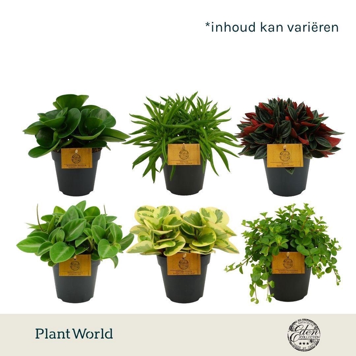 <h4>Peperomia gemengd 12cm</h4>