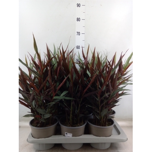 Alpinia zerumbet 'Variegata'