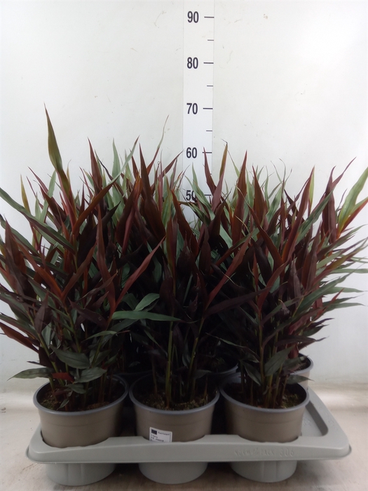 <h4>Alpinia zerumbet 'Variegata'</h4>