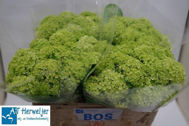 <h4>VIBURNUM ROSEUM BOS</h4>