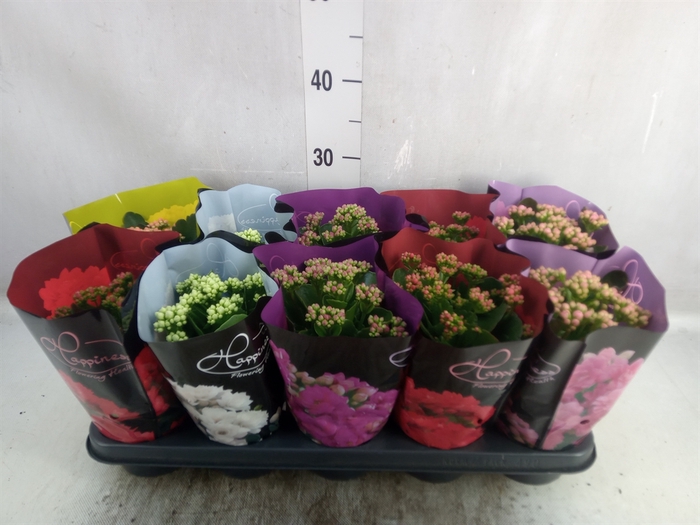 Kalanchoe blos.   ..rosebud rs fl 5