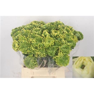 Ran Pon-pon Peter Pan Ex