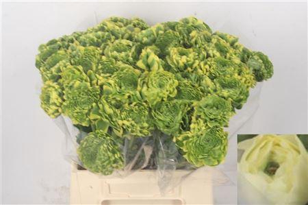 <h4>Ran Pon-pon Peter Pan Ex</h4>