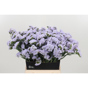 Limonium Donau Birds