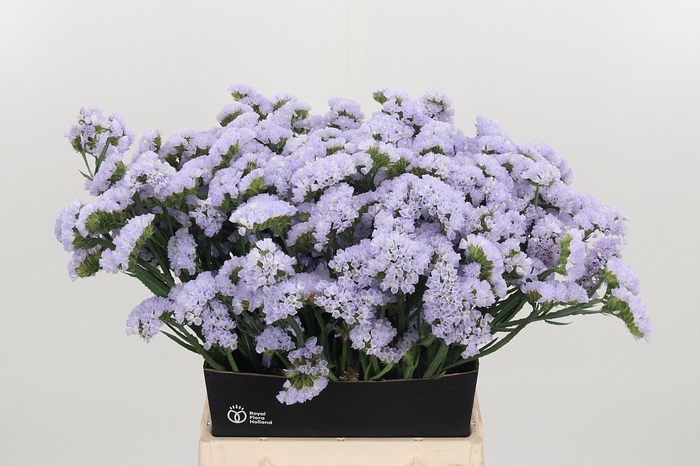 <h4>Limonium Donau Birds</h4>