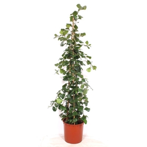 Ficus Trinova