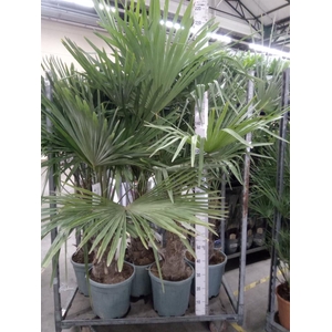 Trachycarpus fortunei