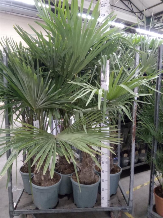 <h4>Trachycarpus fortunei</h4>