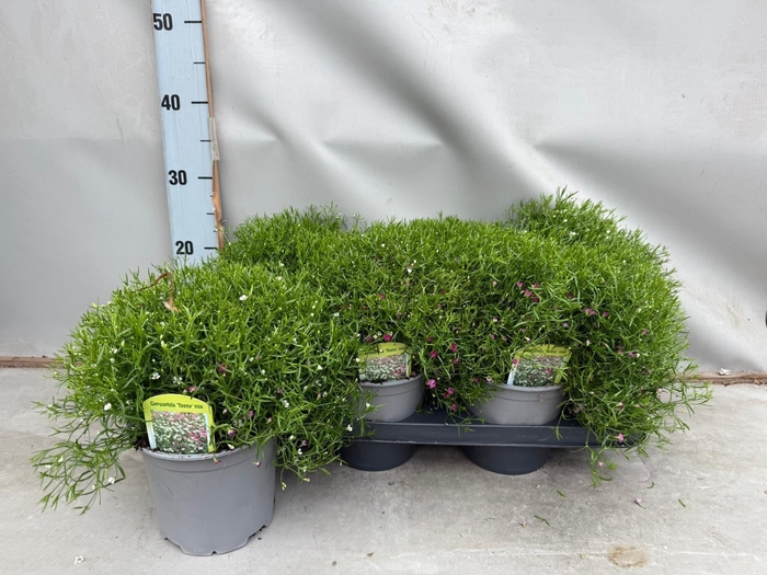 <h4>Gypsophila   ...</h4>