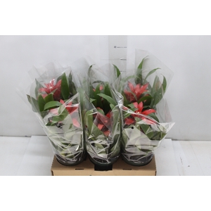 GUZMANIA VERMELHA P12