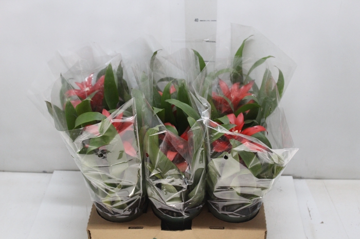 <h4>GUZMANIA VERMELHA P12</h4>
