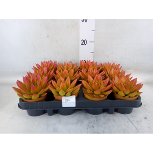 Echeveria  'Miranda'