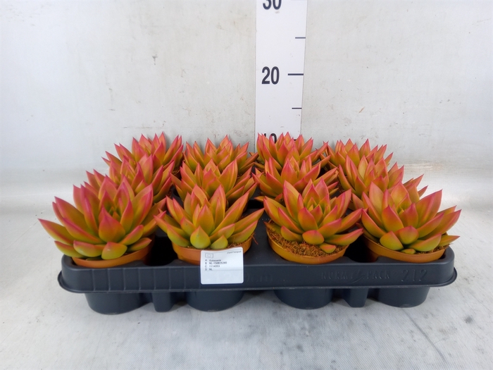 <h4>Echeveria  'Miranda'</h4>