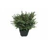 Picea omorika Karel