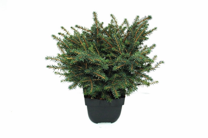 Picea omorika Karel