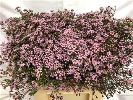 Chame Un Jupiter Sol