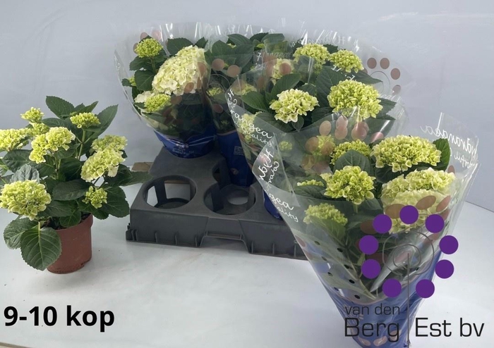 <h4>HYDR M HI WHITE SUN</h4>