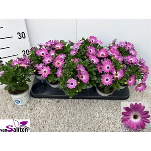 Osteospermum Margarita Pink Flare