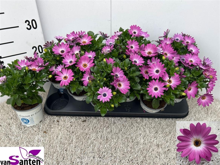 <h4>Osteospermum Margarita Pink Flare</h4>