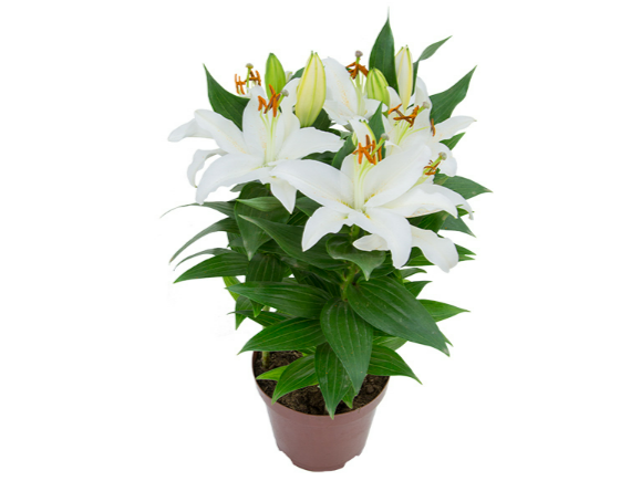 <h4>LIRIO P15 BRANCO</h4>