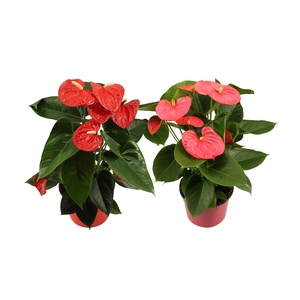 Anthurium Flamingo mix 14cm rood-roze