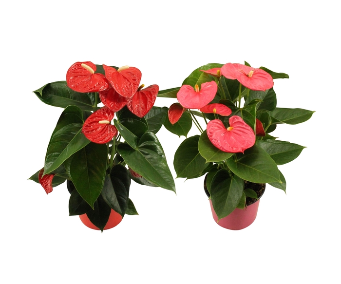 <h4>Anthurium Flamingo mix 14cm rood-roze</h4>